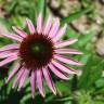 Fotografia 3 da espécie Echinacea purpurea do Jardim Botânico UTAD