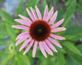 Fotografia da espécie Echinacea purpurea