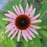 Fotografia 5 da espécie Echinacea purpurea do Jardim Botânico UTAD