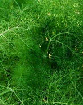 Fotografia 2 da espécie Foeniculum vulgare no Jardim Botânico UTAD