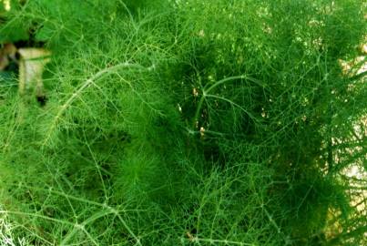 Fotografia da espécie Foeniculum vulgare