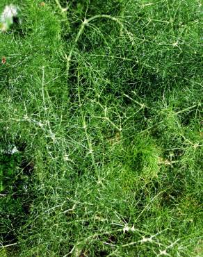 Fotografia 3 da espécie Foeniculum vulgare no Jardim Botânico UTAD