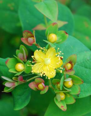 Fotografia 1 da espécie Hypericum androsaemum no Jardim Botânico UTAD