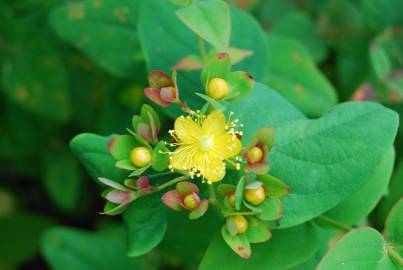 Fotografia da espécie Hypericum androsaemum