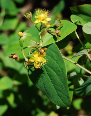 Fotografia 4 da espécie Hypericum androsaemum no Jardim Botânico UTAD