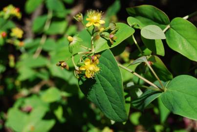 Fotografia da espécie Hypericum androsaemum