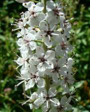 Fotografia da espécie Lysimachia ephemerum