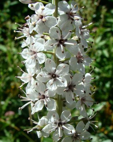 Fotografia de capa Lysimachia ephemerum - do Jardim Botânico