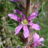 Fotografia 7 da espécie Lythrum salicaria do Jardim Botânico UTAD