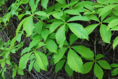 Fotografia da espécie Parthenocissus quinquefolia