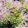 Fotografia 3 da espécie Petroselinum crispum do Jardim Botânico UTAD