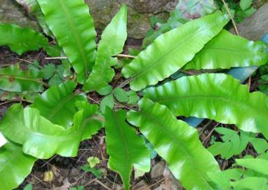 Fotografia da espécie Phyllitis scolopendrium subesp. scolopendrium