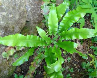 Fotografia da espécie Phyllitis scolopendrium subesp. scolopendrium