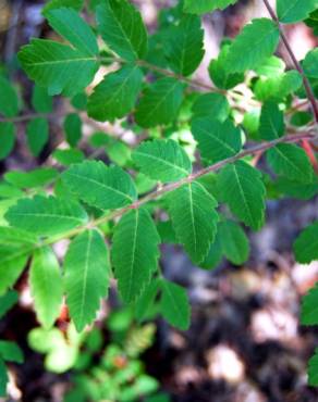 Fotografia 5 da espécie Rhus coriaria no Jardim Botânico UTAD