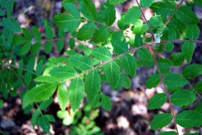 Fotografia da espécie Rhus coriaria