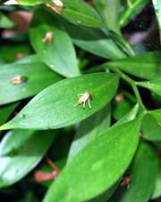 Fotografia da espécie Ruscus hypoglossum