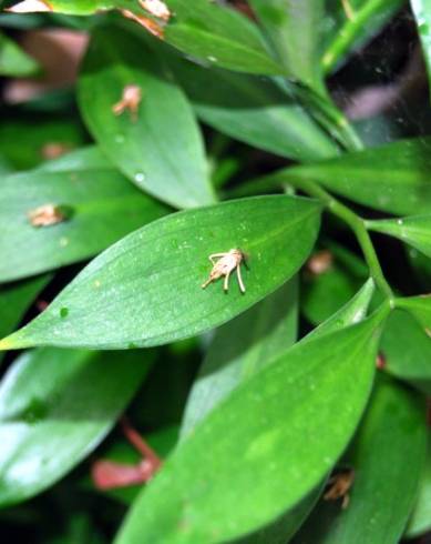 Fotografia de capa Ruscus hypoglossum - do Jardim Botânico