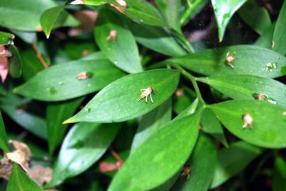 Fotografia da espécie Ruscus hypoglossum