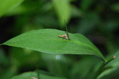 Fotografia da espécie Ruscus hypoglossum