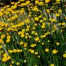 Fotografia 5 da espécie Santolina rosmarinifolia do Jardim Botânico UTAD