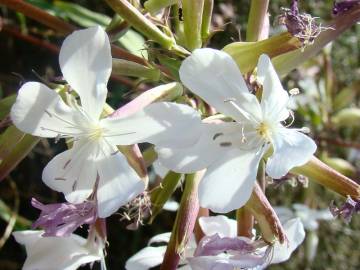 Fotografia da espécie Saponaria officinalis