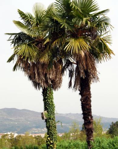 Fotografia de capa Trachycarpus fortunei - do Jardim Botânico