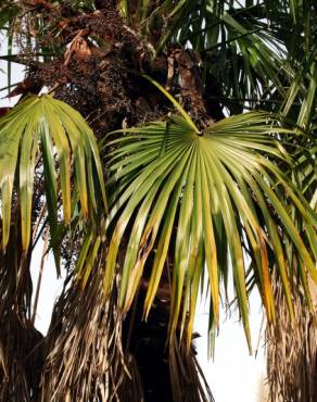 Fotografia 3 da espécie Trachycarpus fortunei no Jardim Botânico UTAD