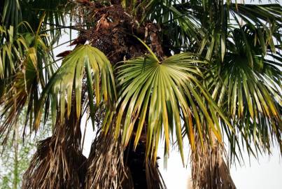 Fotografia da espécie Trachycarpus fortunei