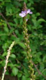 Fotografia da espécie Verbena officinalis