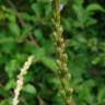 Fotografia 2 da espécie Verbena officinalis do Jardim Botânico UTAD