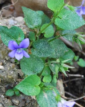 Fotografia 3 da espécie Viola odorata no Jardim Botânico UTAD