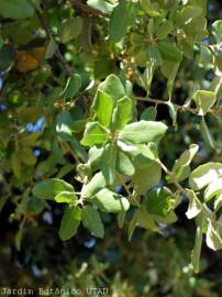 Fotografia da espécie Quercus suber