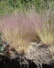 Fotografia da espécie Agrostis truncatula