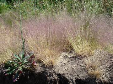 Fotografia da espécie Agrostis truncatula subesp. commista