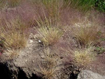 Fotografia da espécie Agrostis truncatula subesp. commista