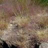 Fotografia 3 da espécie Agrostis truncatula subesp. commista do Jardim Botânico UTAD