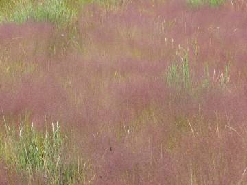 Fotografia da espécie Agrostis truncatula subesp. commista