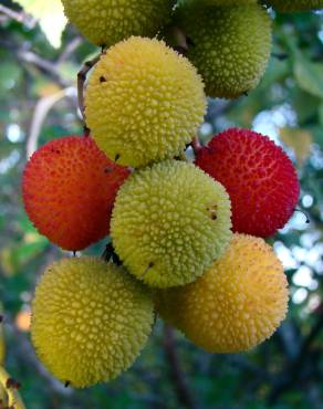 Fotografia 4 da espécie Arbutus unedo no Jardim Botânico UTAD