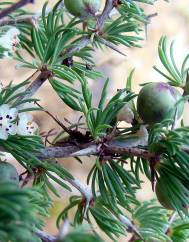 Asparagus albus