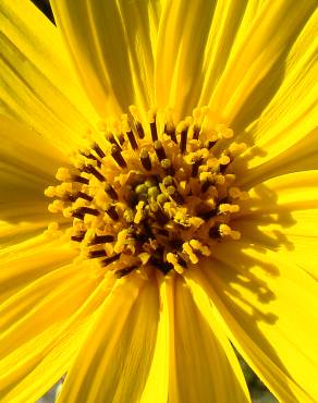 Fotografia 1 da espécie Helianthus tuberosus no Jardim Botânico UTAD