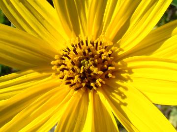 Fotografia da espécie Helianthus tuberosus