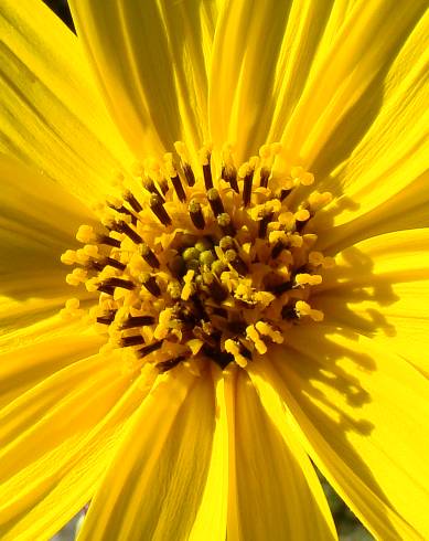 Fotografia de capa Helianthus tuberosus - do Jardim Botânico