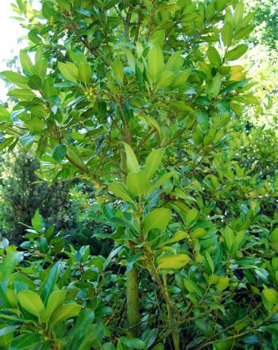 Fotografia de capa Ilex x altaclerensis var. camellifolia - do Jardim Botânico