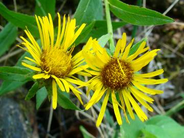 Fotografia da espécie Inula salicina