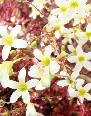 Fotografia 2 da espécie Saxifraga fragosoi no Jardim Botânico UTAD