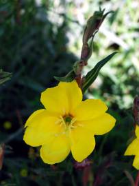 Fotografia da espécie Oenothera biennis