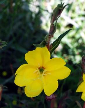 Fotografia 3 da espécie Oenothera biennis no Jardim Botânico UTAD