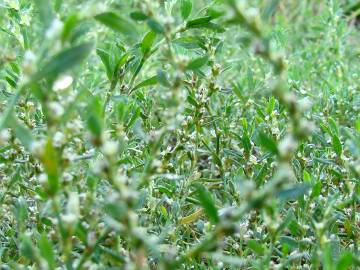 Fotografia da espécie Polygonum aviculare