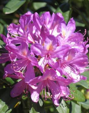 Fotografia 2 da espécie Rhododendron ponticum subesp. baeticum no Jardim Botânico UTAD