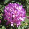 Fotografia 2 da espécie Rhododendron ponticum subesp. baeticum do Jardim Botânico UTAD